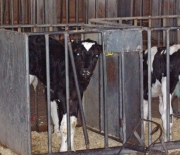 Brought to Slaughter – an agonizing animal atrocity